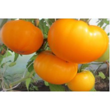 Редкие сорта томатов Азоюшка